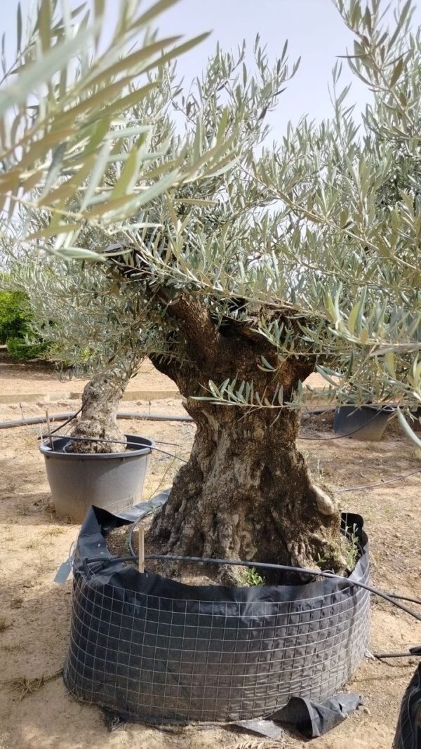 OBC160 - Bonsai de 160/+ Ø - Imagen 4