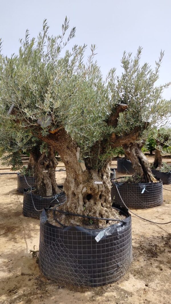 OBC160 - Bonsai de 160/+ Ø